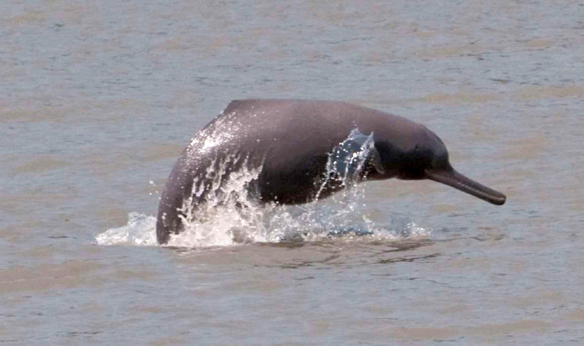 Dauphin du Gange Platanista gangetica