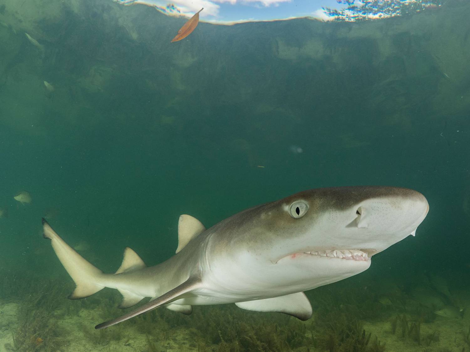 Requin citron 10