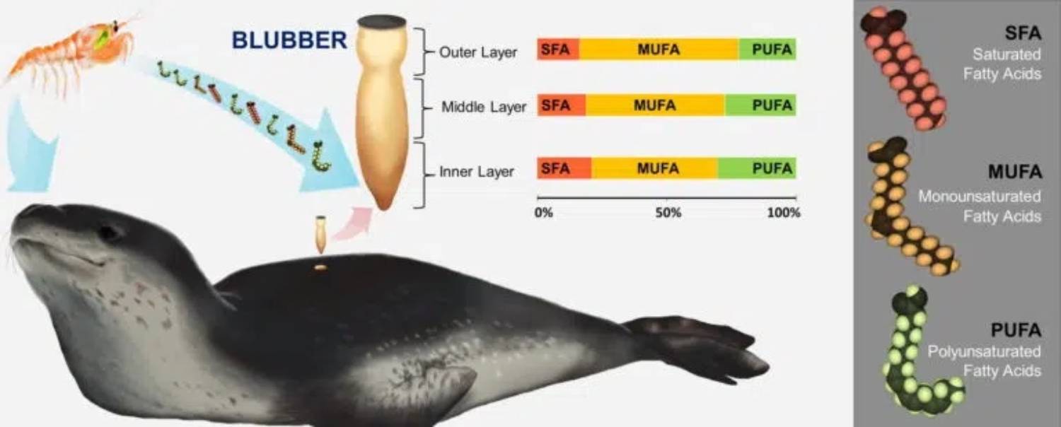 Composition du lard du léopard de mer © A.I. Guerrero et al.
