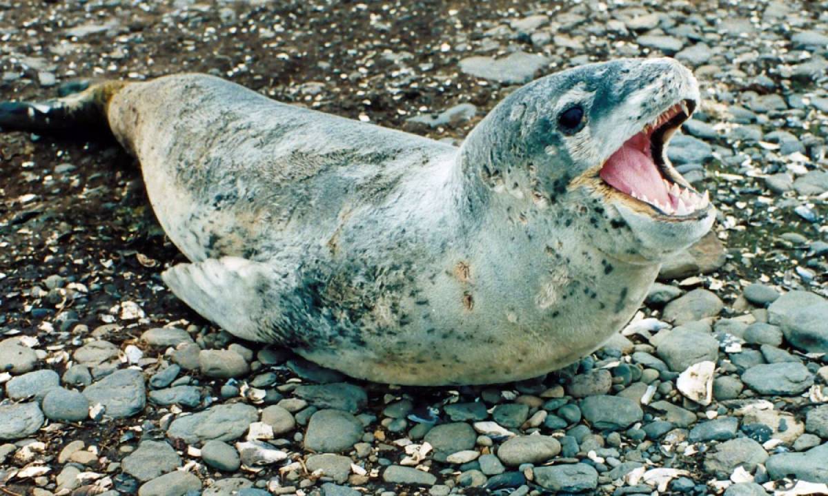 Léopard de mer juvénile aux îles Kerguelen